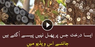 News Report By Parveen Gillani