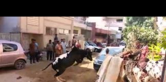 Cow Ran Away