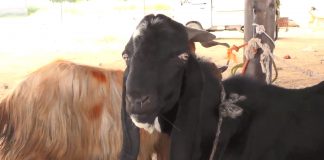 Ahwal E Hazara with Mehar Semab | 29th July 2020 | Kay2 TV Ahwal E Hazara with Mehar Semab | 29th July 2020 | Kay2 TV