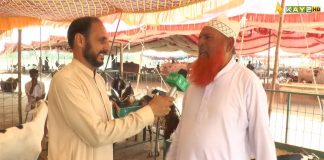 Cow Mandi 2023 | Ahwal e Potohar | 22nd June 2023 | Kay2 TV