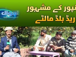 Red Blood Oranges Farm | Khanpur Ka Blood Malta | Ahwal E Hazara | 12th February 2024 | Kay2TV