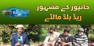 Red Blood Oranges Farm | Khanpur Ka Blood Malta | Ahwal E Hazara | 12th February 2024 | Kay2TV