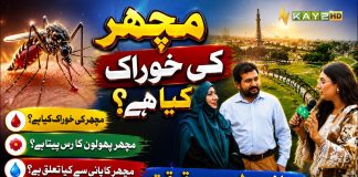 What Do Mosquitoes Eat? Discover the Fascinating Truth | Lahore Lahore E | Kay2TV